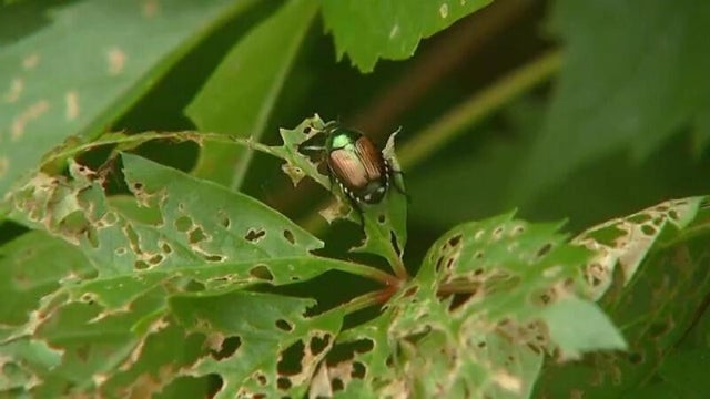 japanese-beetle-eating-a-leaf.jpg 