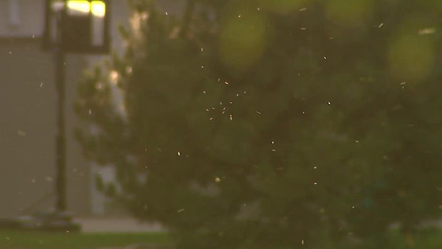 mosquito-swarm.jpg 