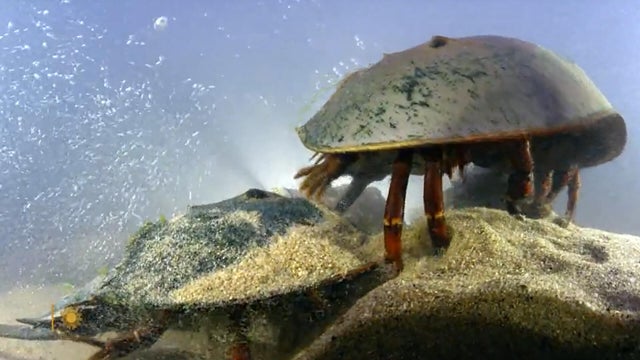 0622-sunm-crab.jpg 