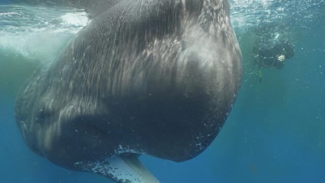 0622-60minutes-whales-vega-3850058-640x360.jpg 