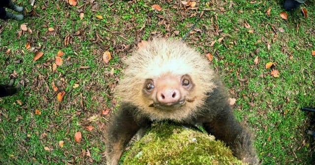 How sloths survive, thrive as nature’s couch potato | 60 Minutes