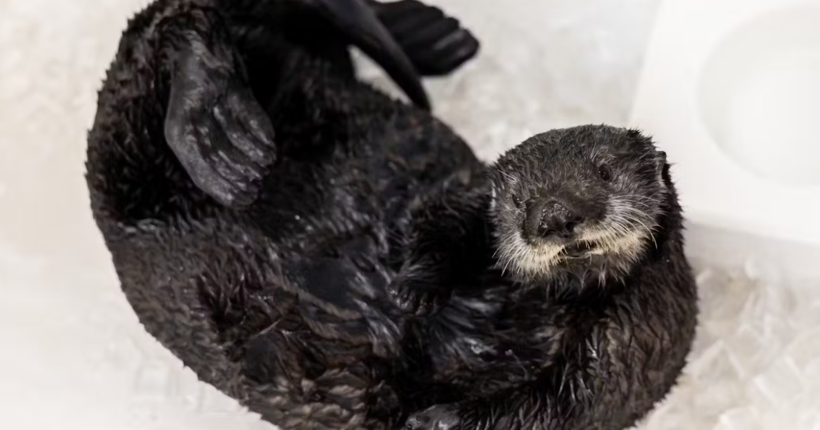 Only two days left to vote on a name for the Shedd Aquarium's newest sea otter 