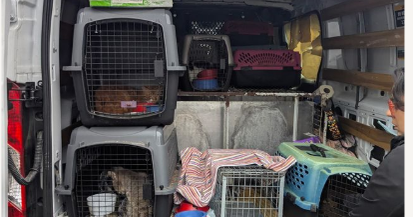 19 cats found in El Monte stolen cargo van said to be relatively healthy 