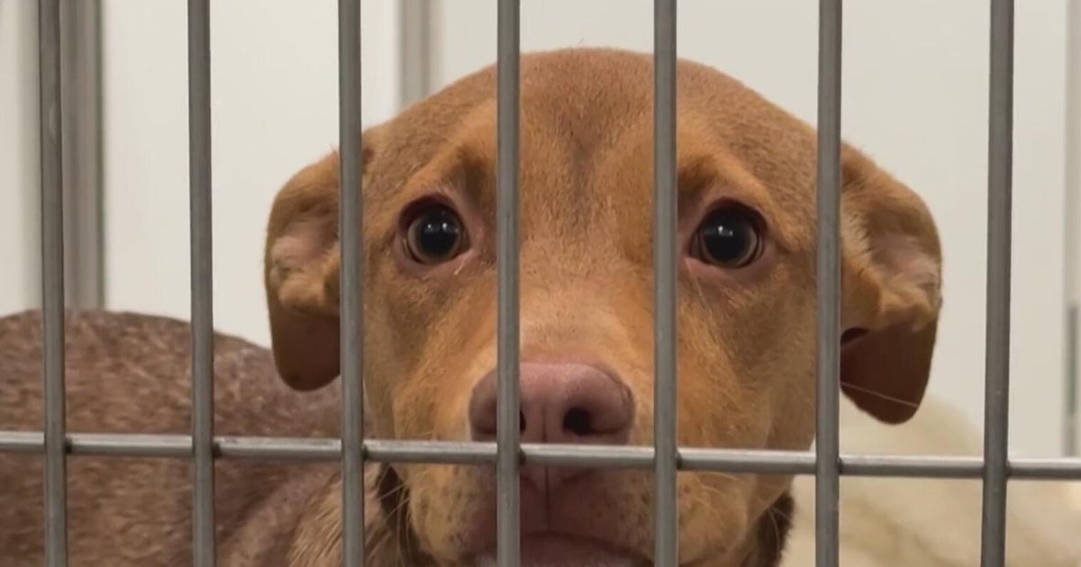 Pandemic-era puppies, kittens now filling San Francisco shelters beyond capacity 