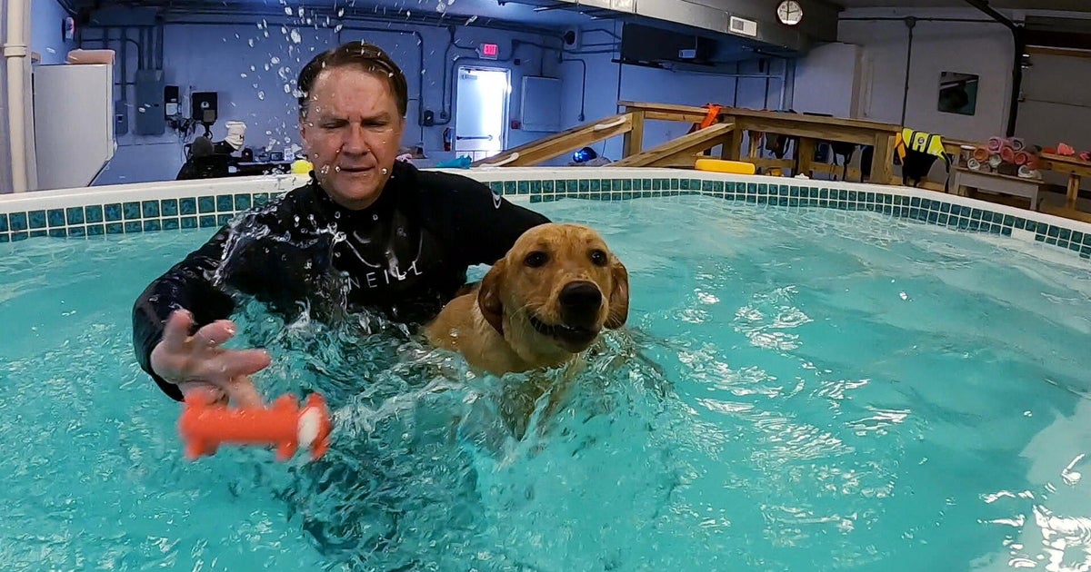 Dogs cool off at Pennsylvania pool for pets amid heat wave 