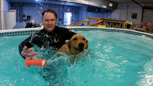 A dog swims with a human at the Surf dog swim spa in Pennsylvania 
