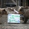 Bears escape enclosure, eat a week's worth of honey, then fall asleep