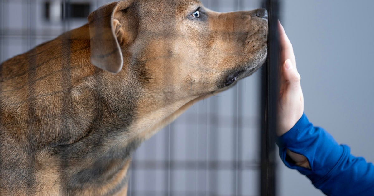 Sacramento's Bradshaw Animal Shelter calls for volunteers to help calm animals on Fourth of July 