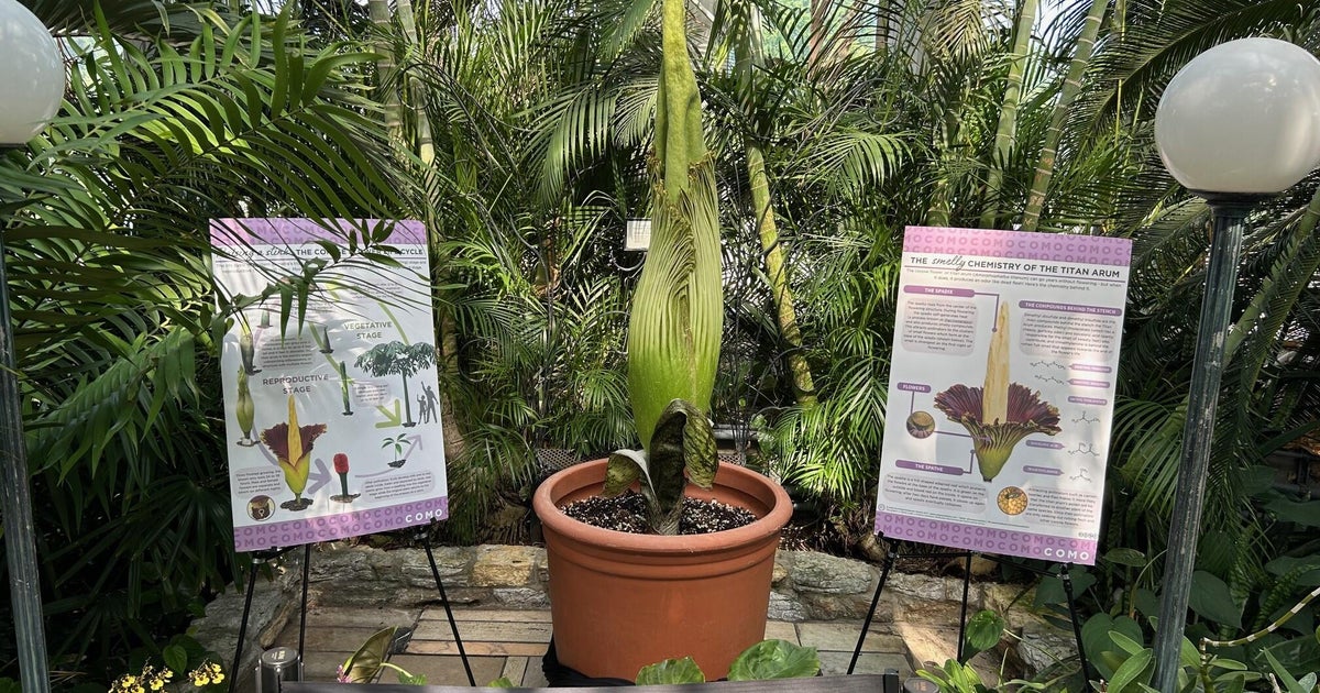Como Zoo's rare corpse flower is blooming, emitting putrid scent 