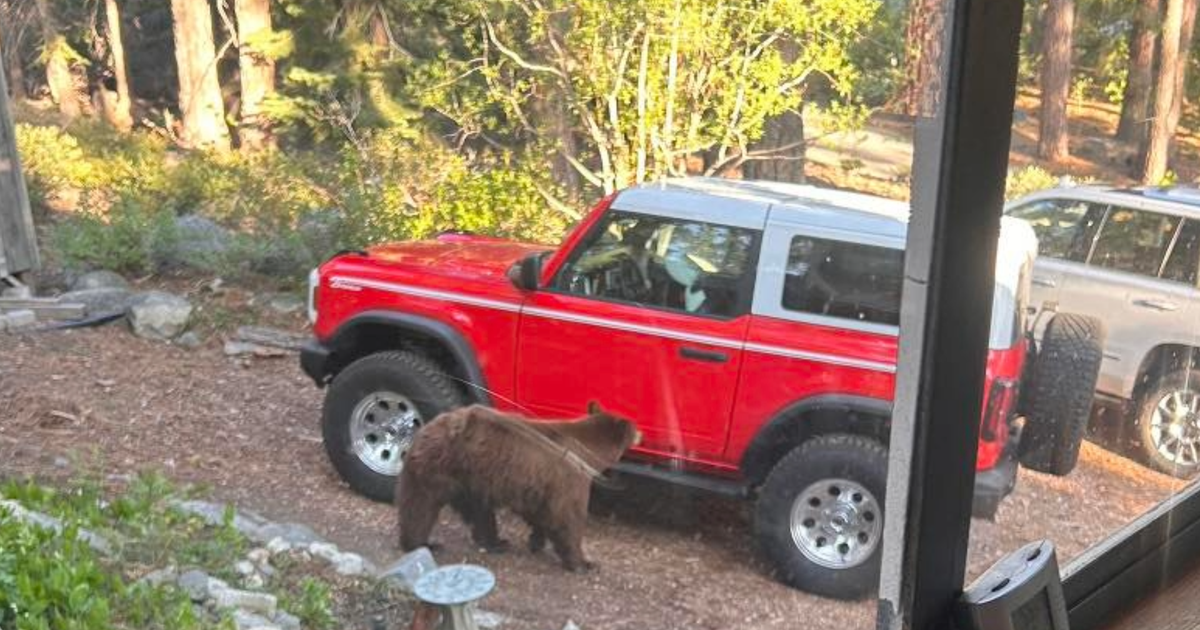 South Lake Tahoe bear that was a danger to public safety euthanized, officials say