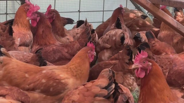 hens.jpg 