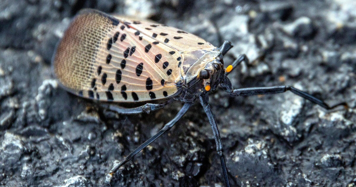 Why Philadelphia could see resurgence of spotted lanternflies this year 