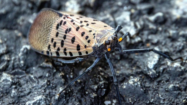 Spotted lanternfly 