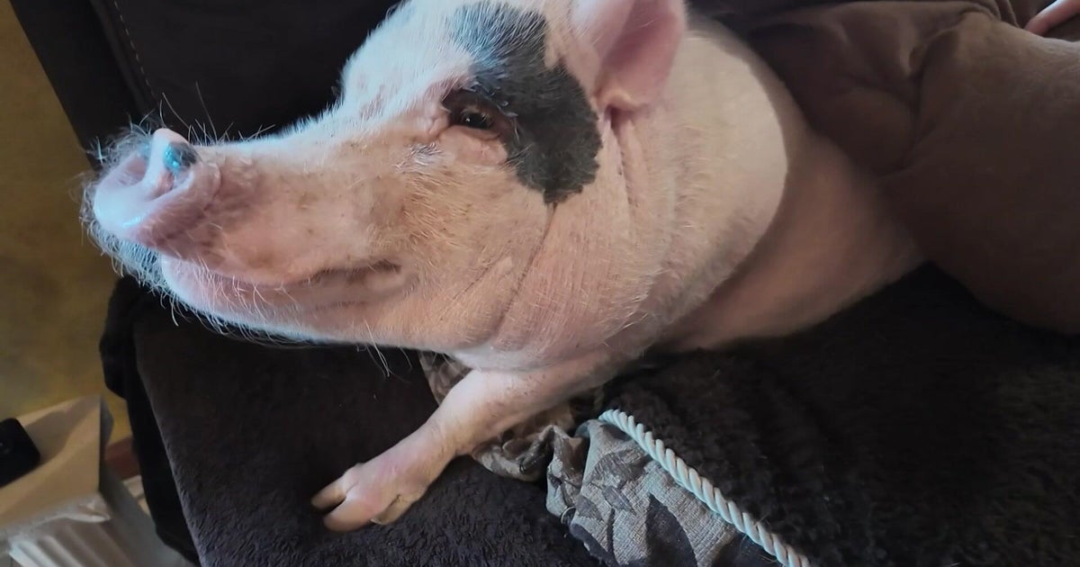 Staten Island family fighting to keep beloved pet pig Lucy after 311 complaint 