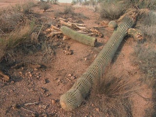 Arizona's iconic saguaro cactus was built for desert heat. Rising  temperatures are pushing it to the brink. - CBS News