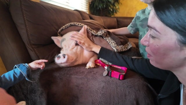 A woman and two children pet Lucy the pig 