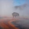 Yellowstone bison dies after falling into hot spring in front of visitors