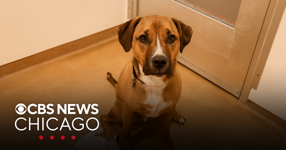 Meet Desmond, PAWS Chicago's Pet of the Week - CBS Chicago