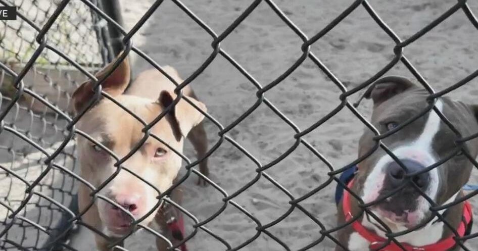 Broward County partners with Petco Love to help find homes for dozens ...