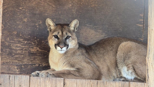 sdhs-mountain-lion-25-174.jpg 