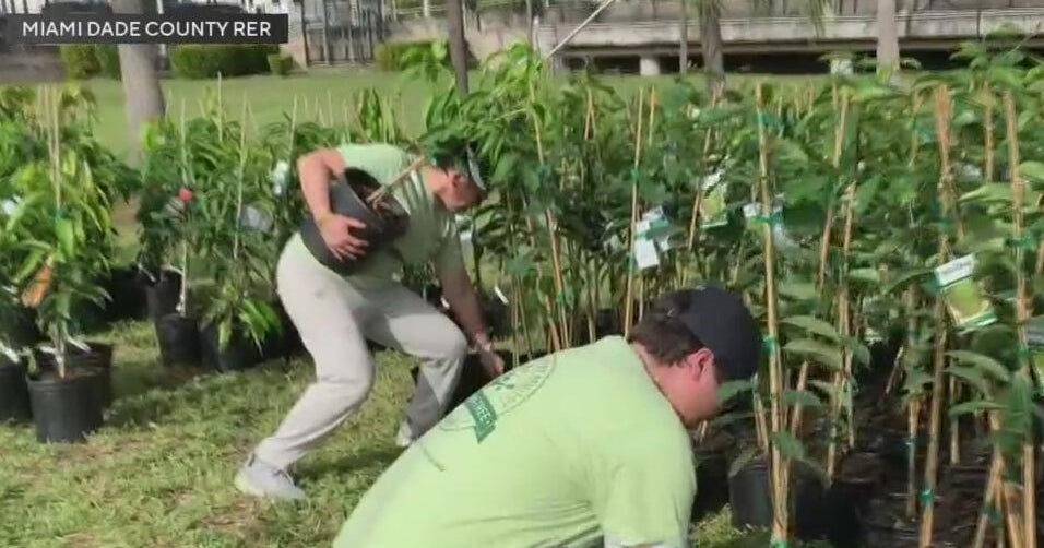 Miami-Dade County gives away 250,000 trees in adopt-a-tree event