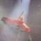 beyonce-car.png 