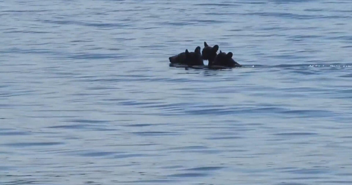 Video shows bear swimming across Mass. reservoir with cubs on her back 