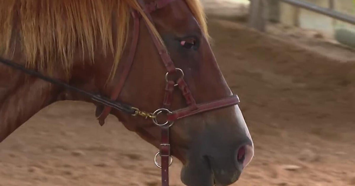 Hope on Horseback: Surging demand for equine therapy fills McKinney nonprofit's waitlist 