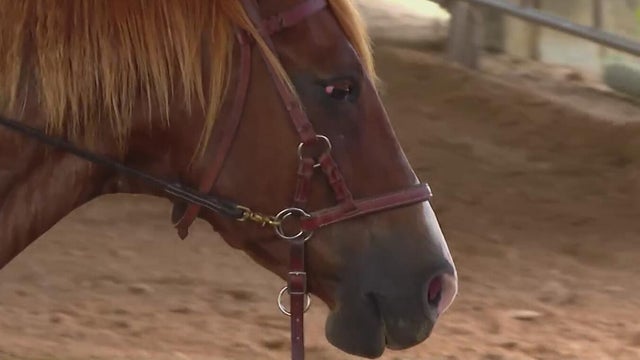 horse, equine therapy 