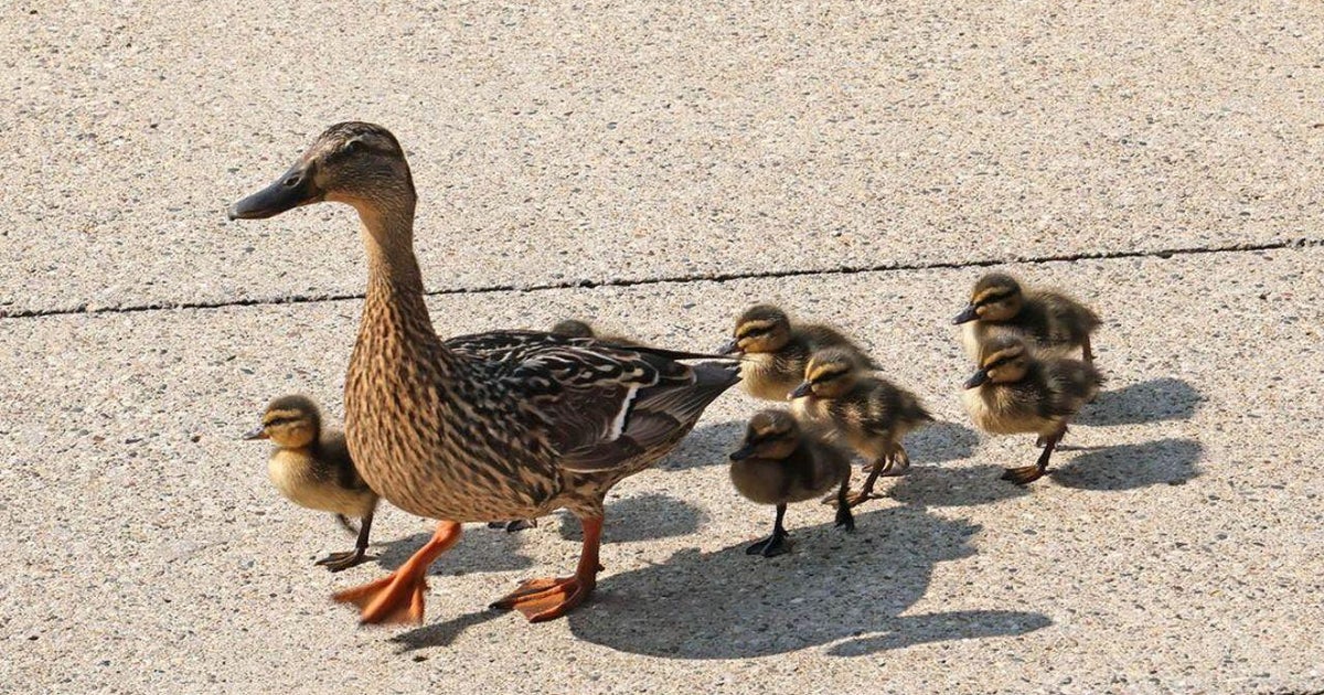 Eight ducklings rescued from storm drain near Westland City Hall 