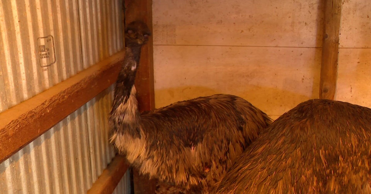 Chisago County deputies wrangle loose emus 