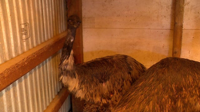 tz-1a-emu-escape-vo-wcco85u0.jpg 