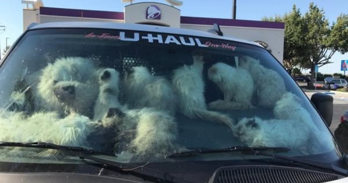 134 cats found malnourished or dead in U-Haul van in California 