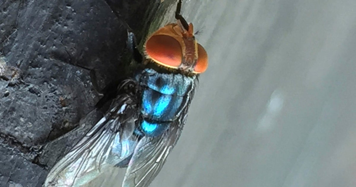 Billions of flies to be dumped from planes to fight flesh-eating screwworms 