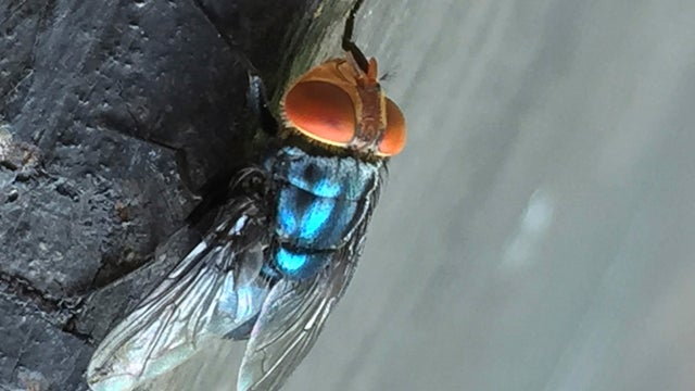 Fly Factory Texas 