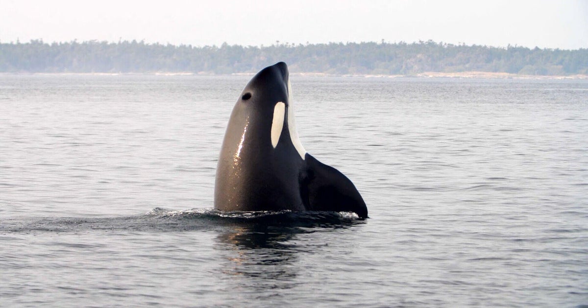 Puget Sound orcas threatened by salmon decline, conservationists say 