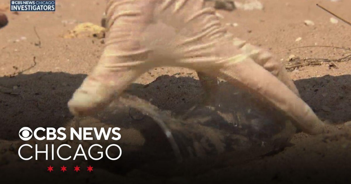 Shedd Aquarium staff and volunteers take action to clean up Chicago beaches 