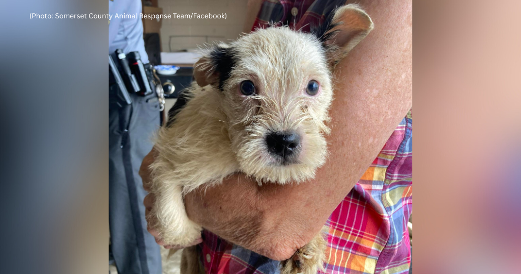 10 dogs found abandoned on back road in Somerset County 