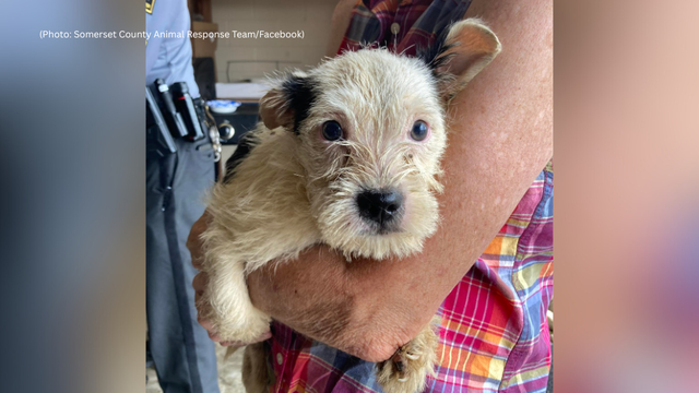 kdka-somerset-dogs-rescue.png 