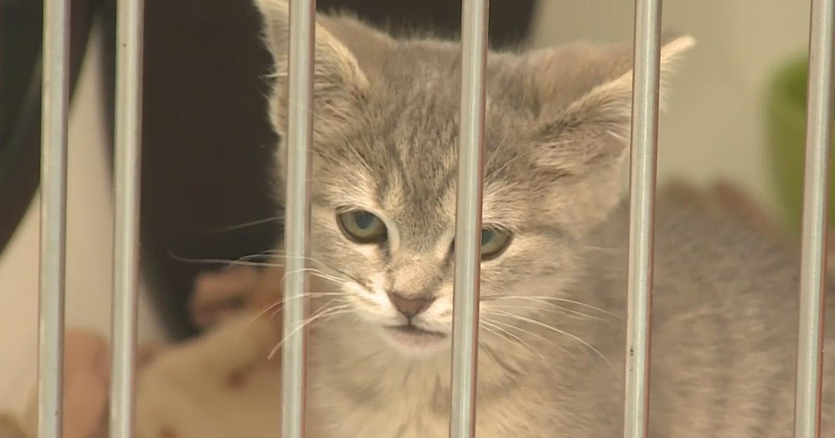 Placer SPCA runs $10 microchip clinic to ensure lost pets can reunite with owners this July 4th 