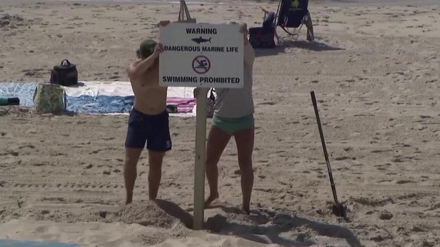 Two beachgoers put up a sign reading "warning dangerous marine life swimming prohibited." 