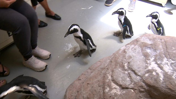 penguins1.jpg 