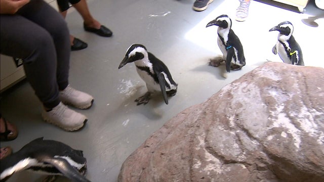 penguins1.jpg 