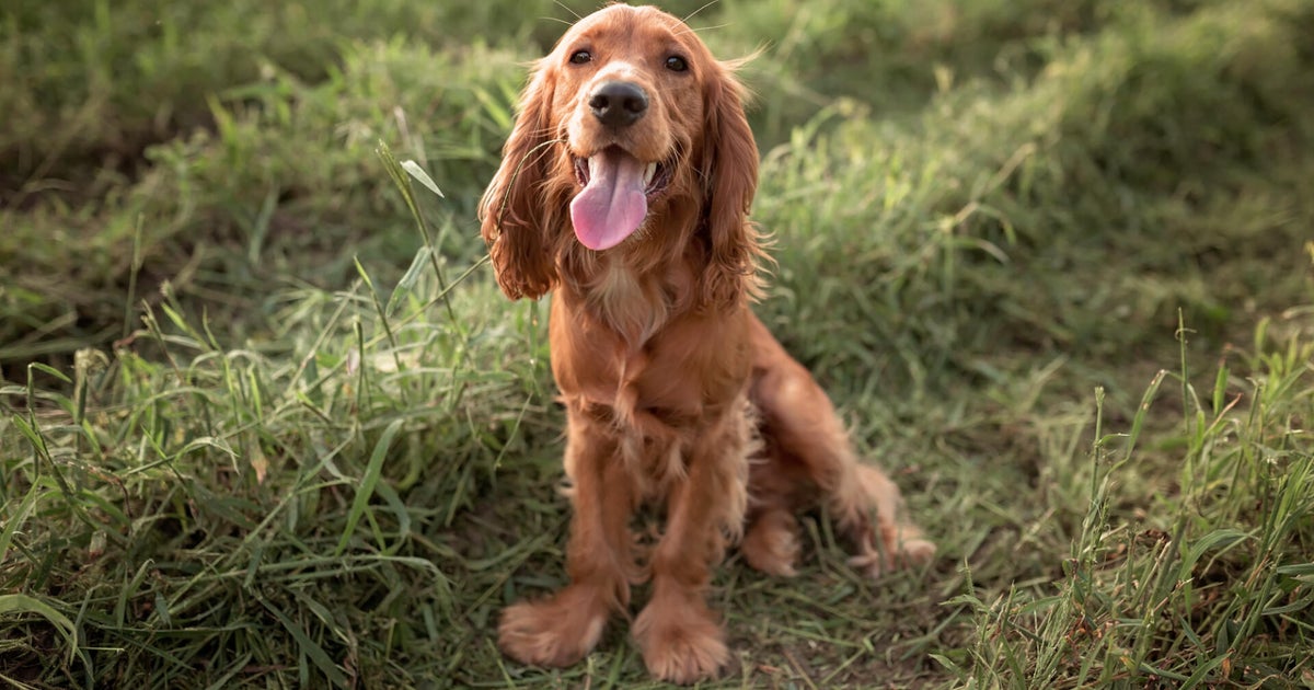 July 4th is when most pets go missing, Missing Dogs Massachusetts says 