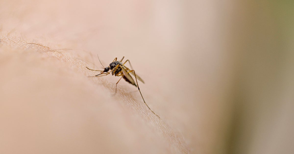 Mosquitoes with West Nile virus found in Twin Cities metro 