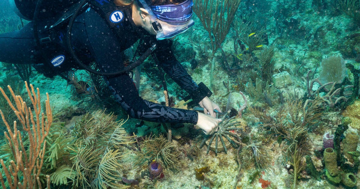 Scientists transplant crossbred Caribbean corals to help save Miami’s reefs from climate change