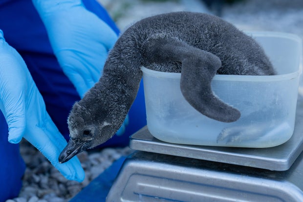 Weighing a penguin at the zoo