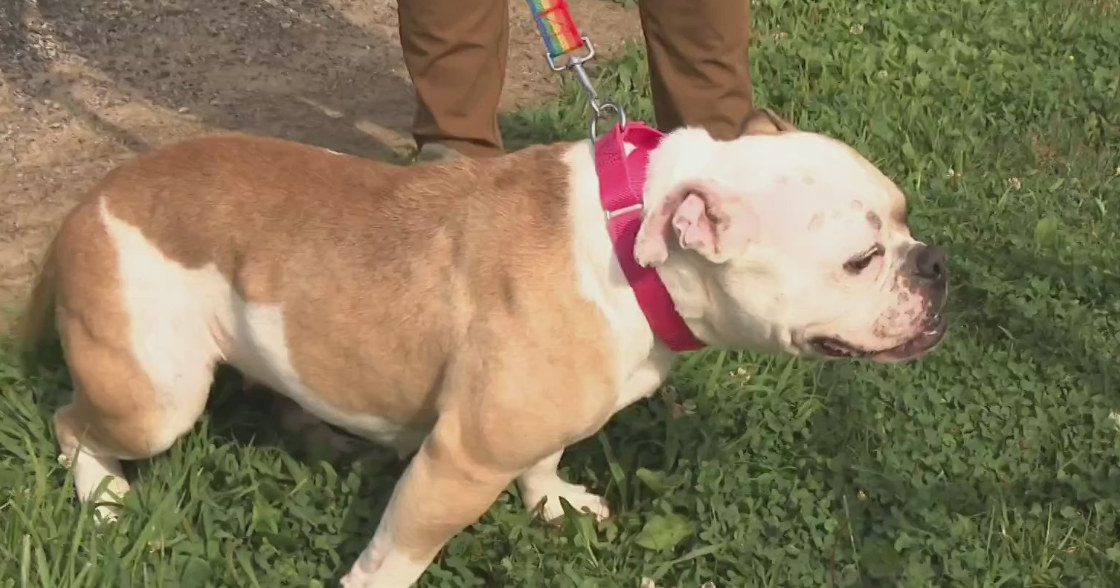 Humane Animal Rescue of Pittsburgh issues call for help as shelter is over capacity 