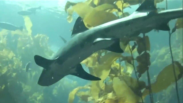shark.jpg 