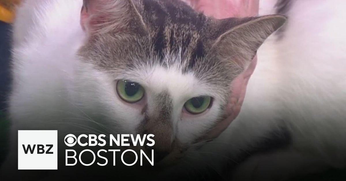 The Cat Connection in Massachusetts looking to find new homes for friendly felines